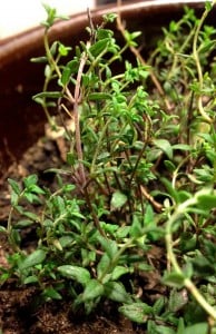 Thyme growing indoors