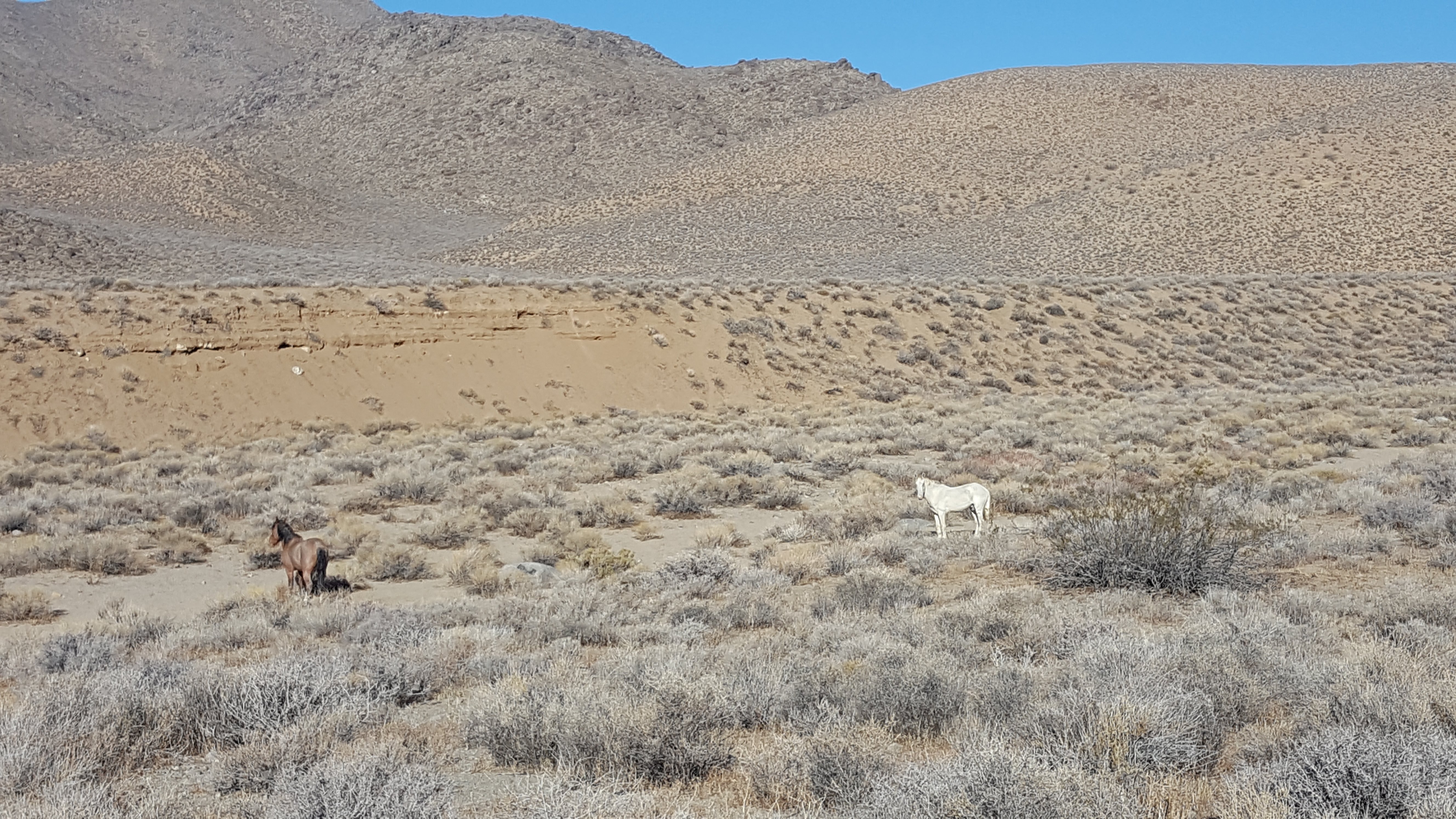 Death Valley Wild Horses