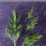 How to Use Dill