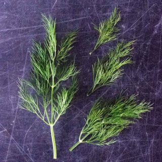 How to use dill
