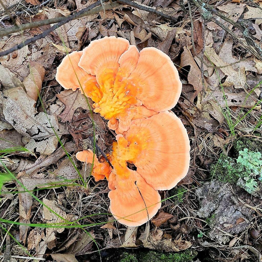 Found chicken of the woods in forest.